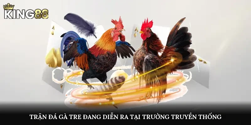 Trận đá gà tre đang diễn ra tại trường truyền thống